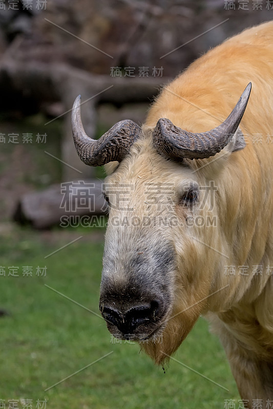 这是一幅在野外拍摄的肖像