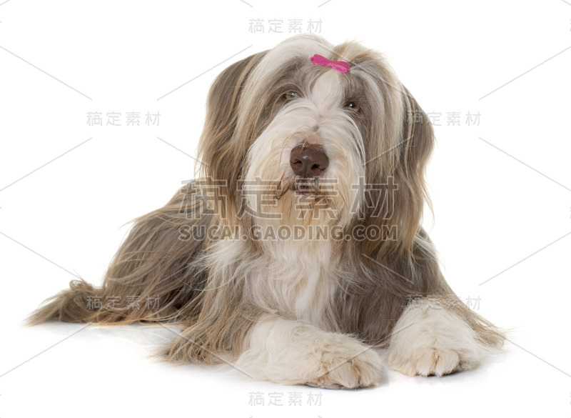 女性古代长须牧羊犬