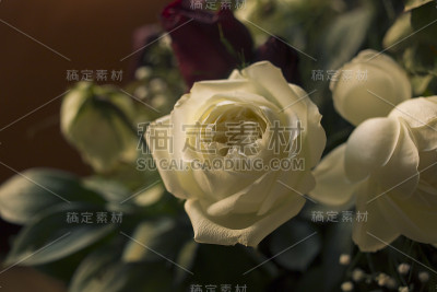 白玫瑰