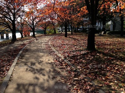 日本枫树的风景