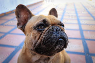 法国斗牛犬的狗