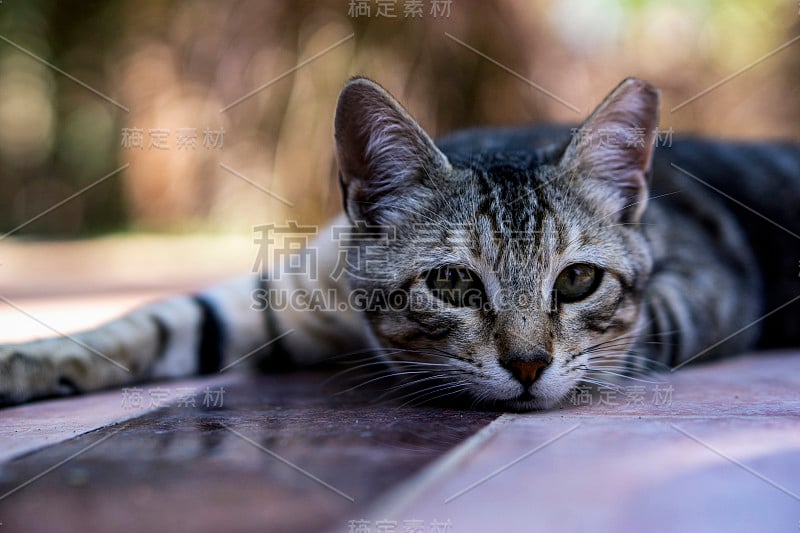 猫躺在院子里