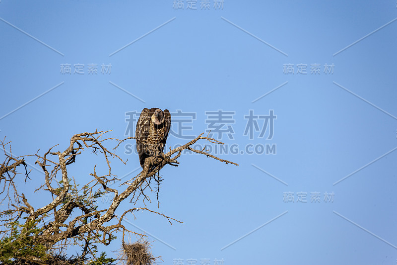 非洲秃鹰