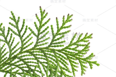 树枝的柏树