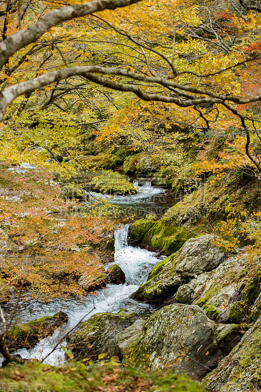 御宫山谷的秋叶(爱媛县北郡，内知子町)