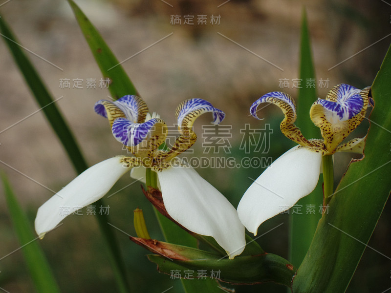 巴西新马利卡假丝酵母花在花园里