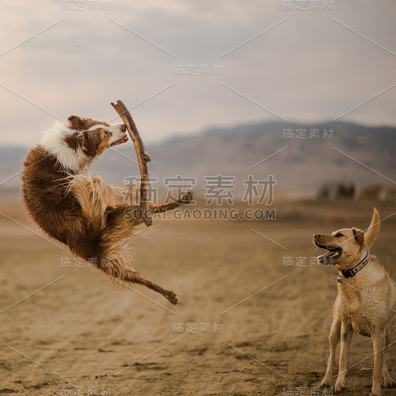 边境牧羊犬抓空气