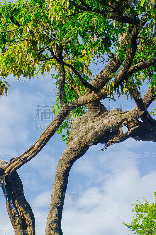 亚马逊树