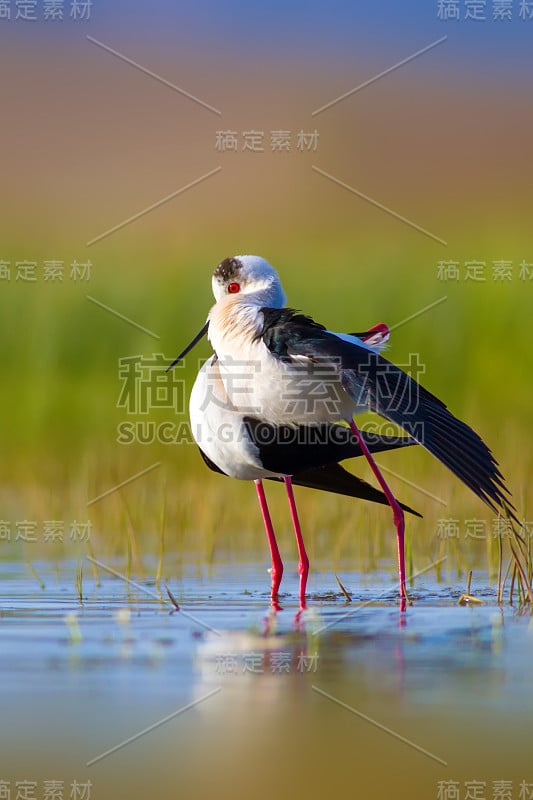 浪漫的鸟类。蓝绿色的自然背景。黑色翅膀的支撑物上。