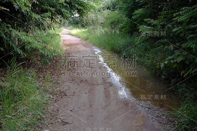 热带森林泥土路