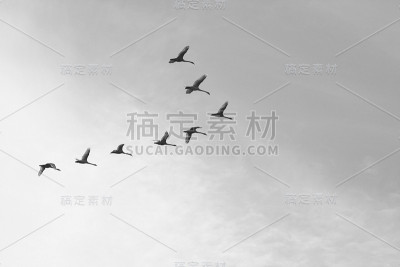 与飞翔的天鹅的黑白照片