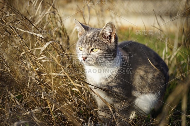 三色小猫走在干燥的草地上。可爱的小猫咪在阳光明媚的花园里狩猎。