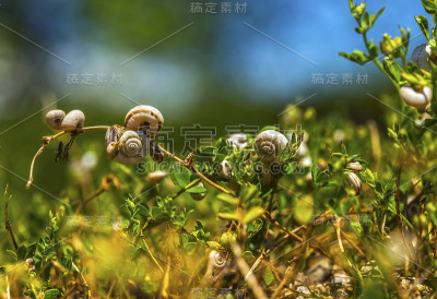 群蜗牛