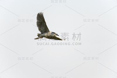 成年黑冠夜鹭展翅高飞