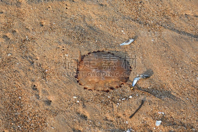 海蜇从海里出来，躺在沙滩上