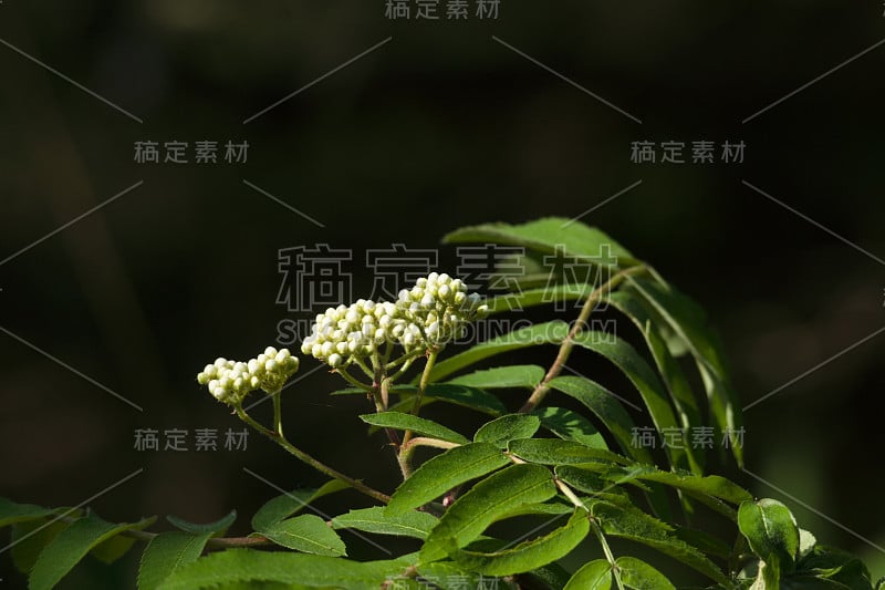 花植物