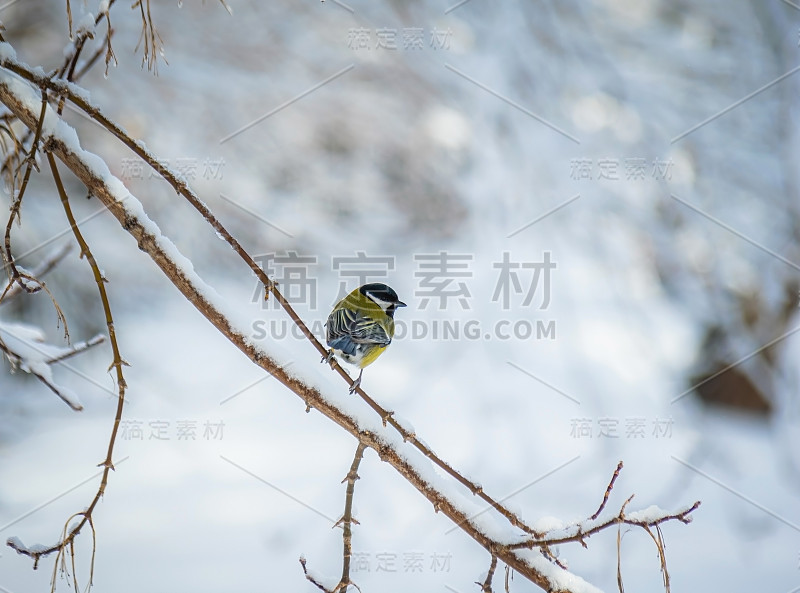 雪天里的山雀