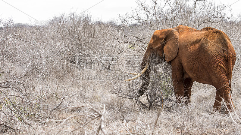 非洲大象- Tsavo East，肯尼亚