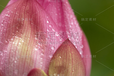 莲花