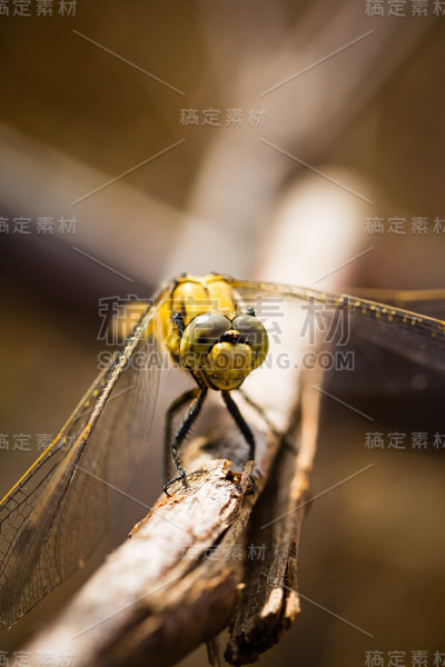 蜻蜓
