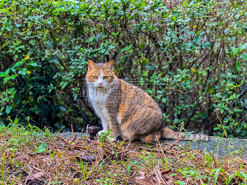 台湾后童猫村的猫