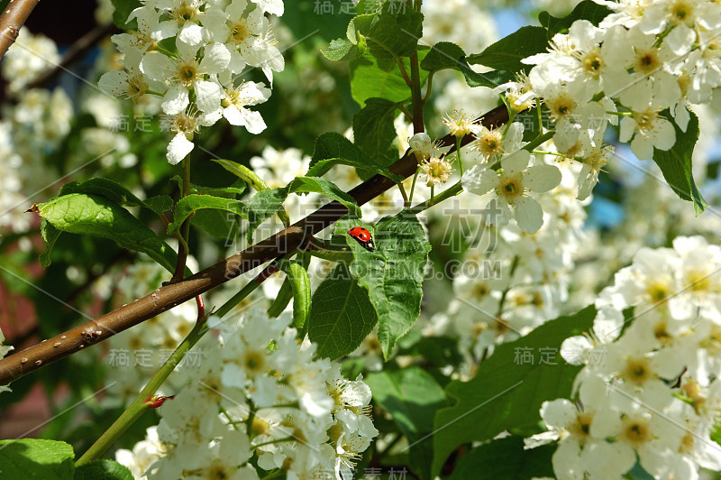 早春开花的苹果树