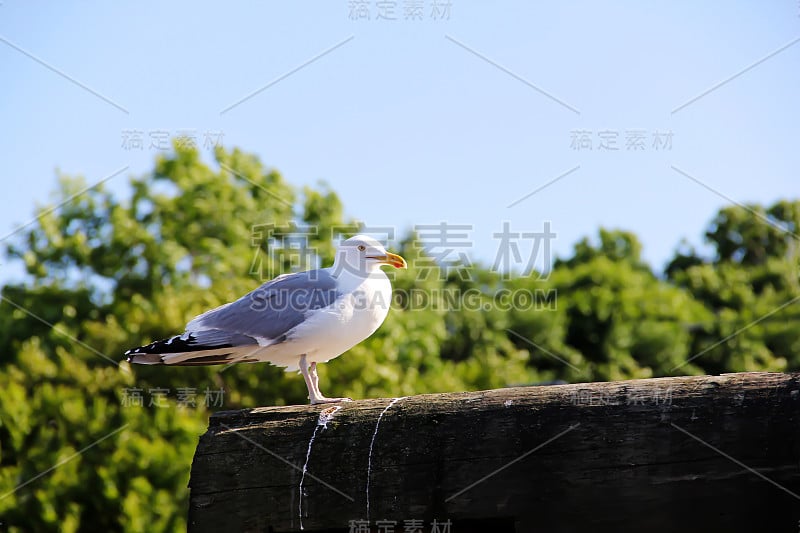 海鸥在缅因州的民调