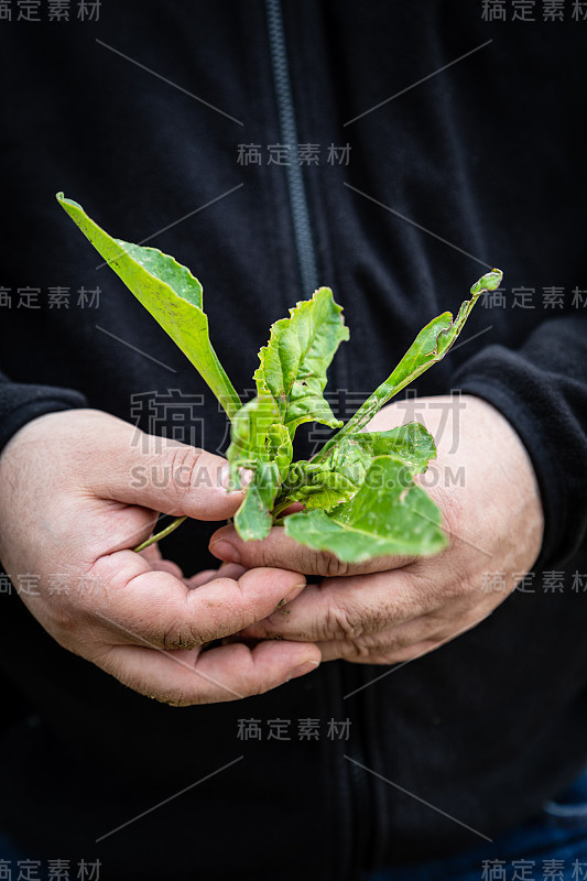 一个人拿着一株甜菜