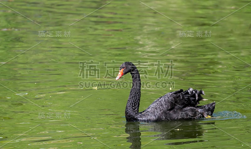 湖上的黑天鹅