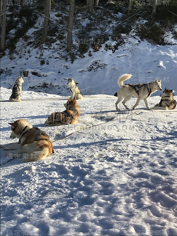 雪橇犬比赛。哈士奇雪橇犬队拉雪橇用狗musher。冬天的竞争。