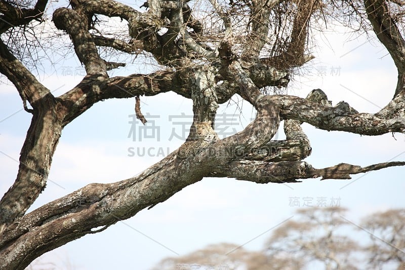 豹肯尼亚非洲大草原野生动物猫哺乳动物