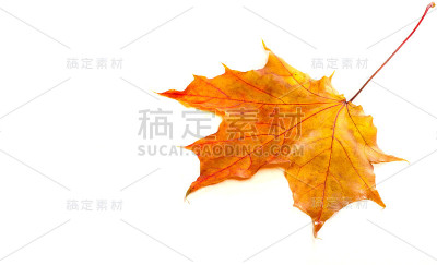 秋天的枫叶