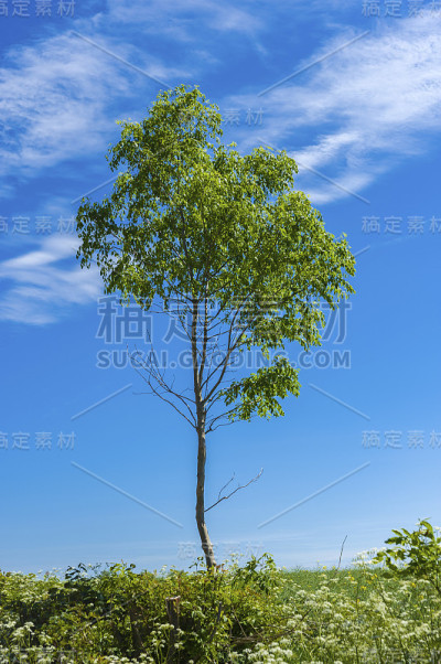 落叶树