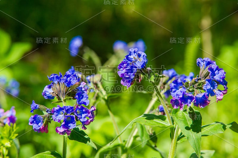 在散景背景上使用粉蓝花微距，选择性聚焦，浅景深