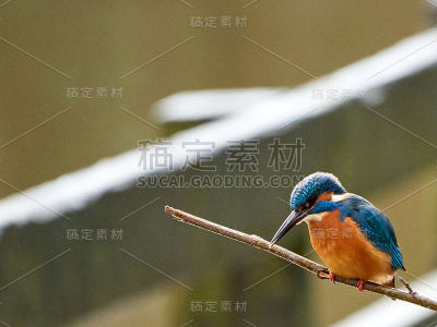 犯罪湖的翠鸟