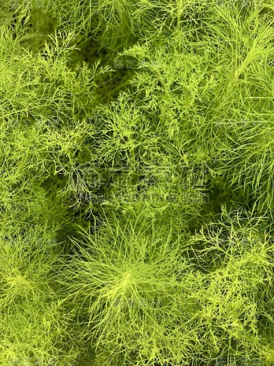 可食用的植物