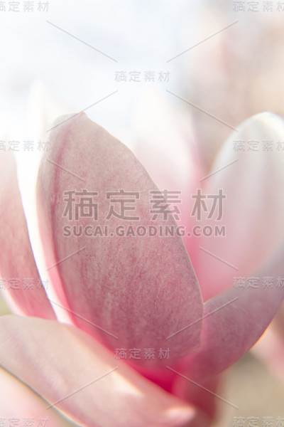 木兰在春天开花。