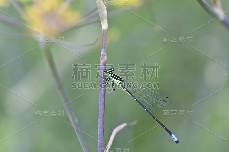 雌性蓝豆娘(Ischnura heterosticta)