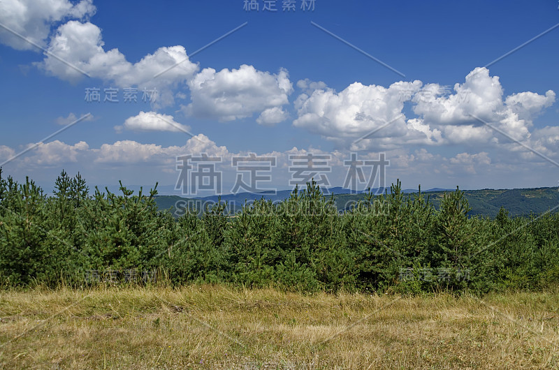 观赏新松林和夏季即将来临的林间空地