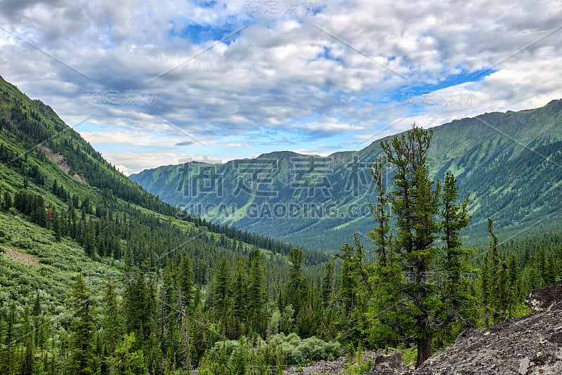 西伯利亚东部的暗针叶林山地针叶林