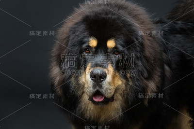 漂亮的大藏獒狗