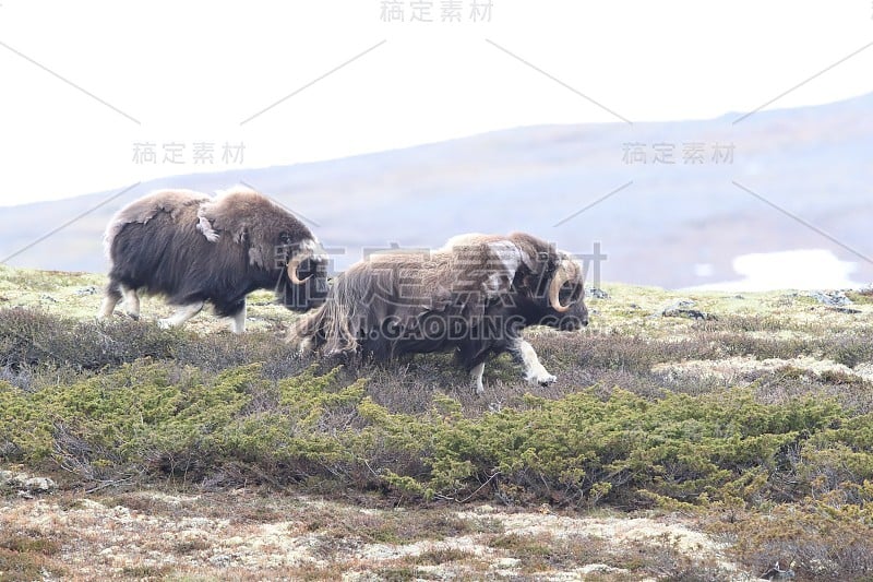 莫舒索赫森·多夫雷费尔国家公园诺威根