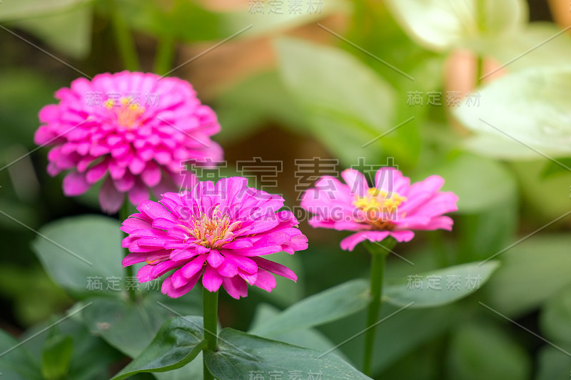 Zinnia线虫花