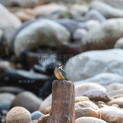 普通翠鸟在jim corbett公园