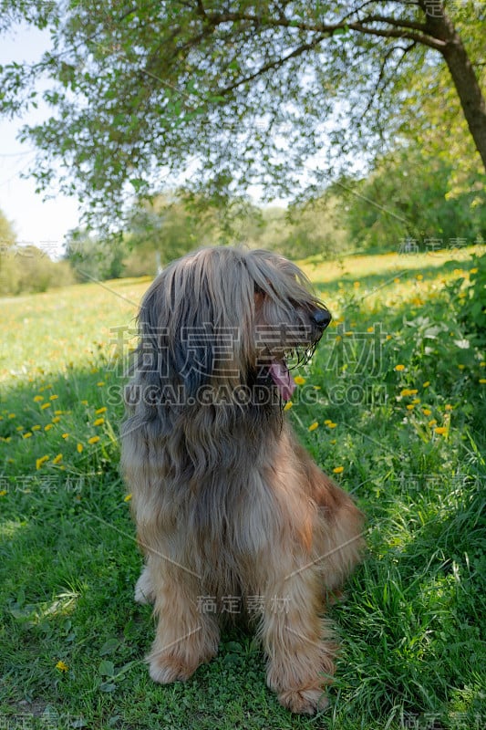 一只红色的牧羊犬，荆棘正在春天的草地上玩耍。