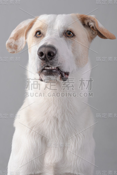 狗肖像