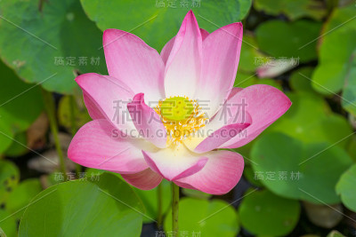 莲花