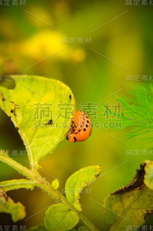 红色科罗拉多甲虫的幼虫正在吃马铃薯叶子