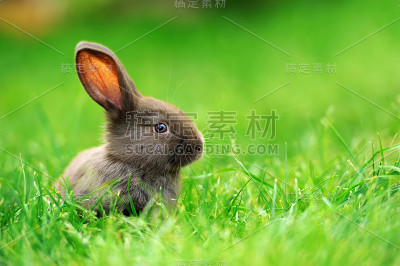 草丛中的小兔子