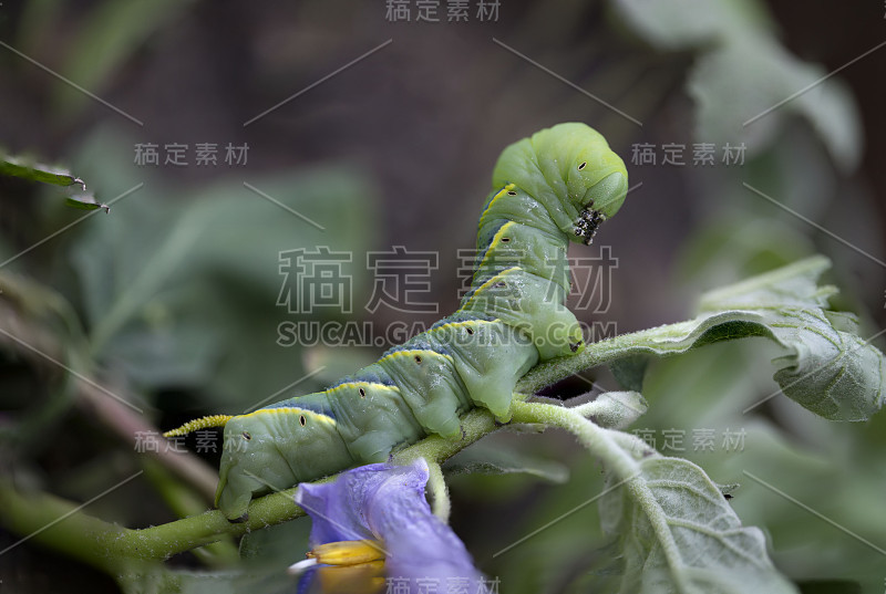 美丽毛虫的特写镜头。微距摄影的一个真正美丽的和在白色孤立的背景。